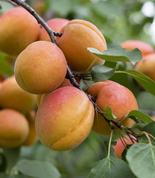 Marhuľa 'Reale d'Imola'